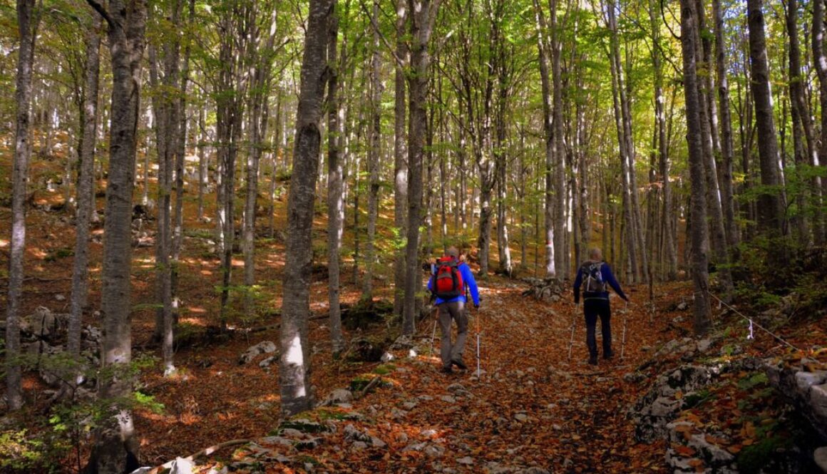 excursion forest autumn trail 2829737